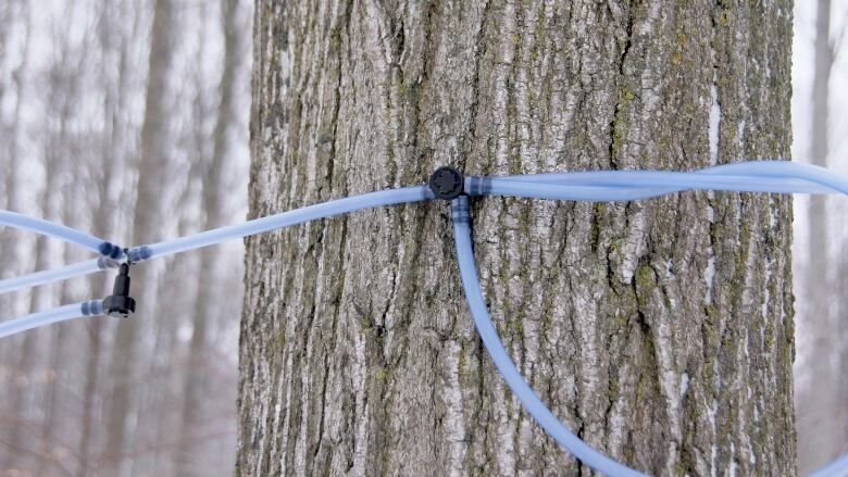 Maple tree with sap collection tubing