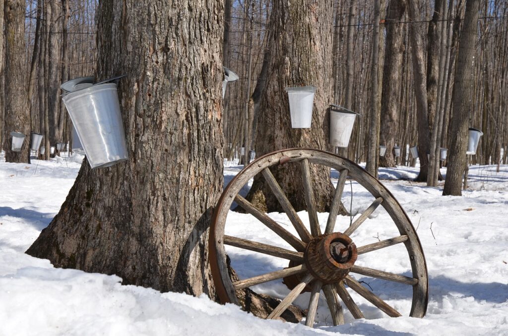 Sap buckets on maple trees